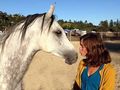 Gray horse eating in a stall.