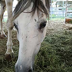 Gray horse eating in a stall.